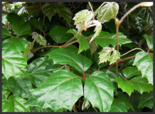 cissus-rhombifolia